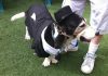 Dog4web.jpg